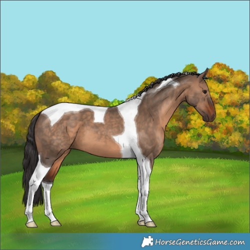 Horse Color:Brown Dun Tobiano 