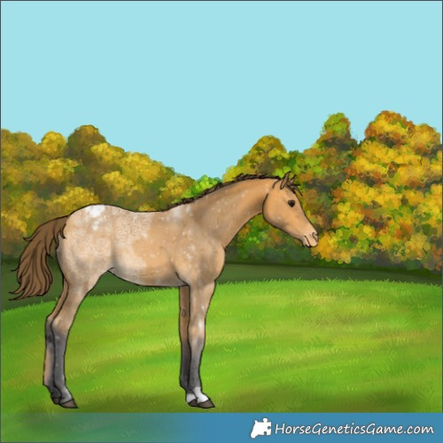 Horse Color:Buckskin Ice Appaloosa 