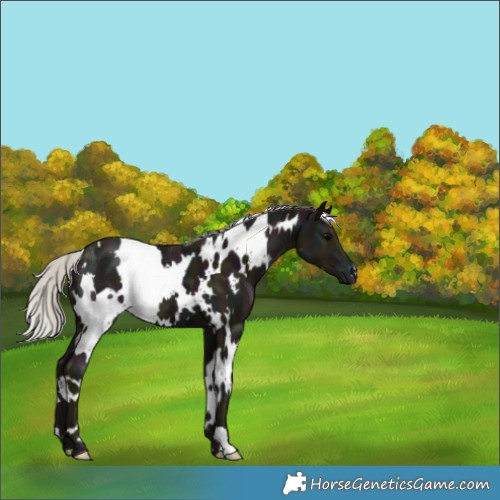 Horse Color:White Spotted Midnight Silver Black Ice 