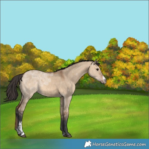 Horse Color:Bay Ice Dun Sabino 