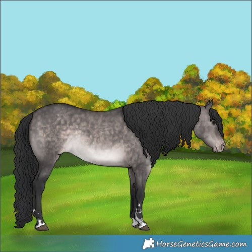 Horse Color:Platinum Brown Dun Appaloosa Rabicano 