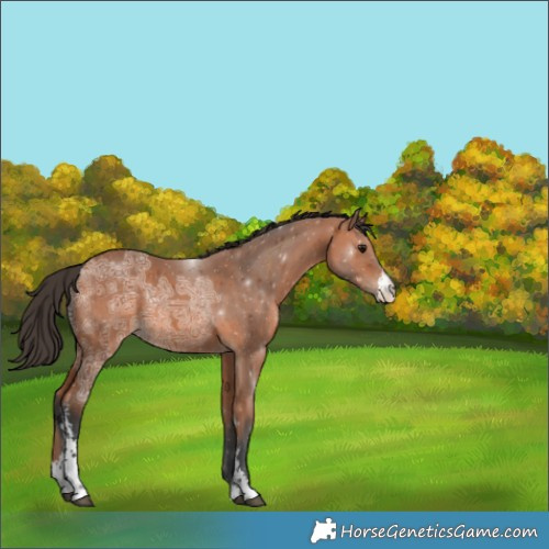 Horse Color:Bay Ice Sabino Appaloosa 