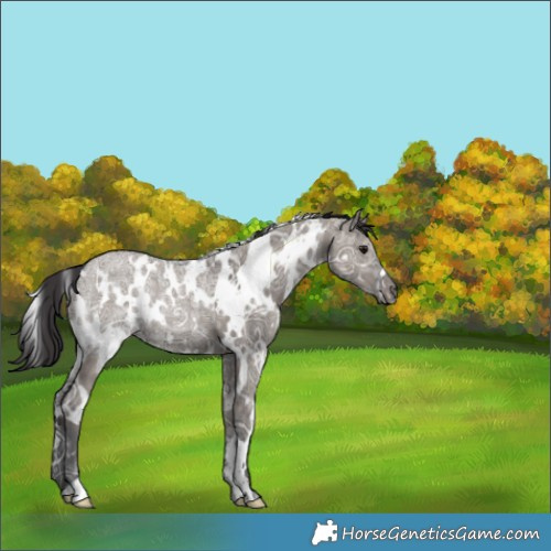 Horse Color:White Spotted Smoky Grullo Ice 