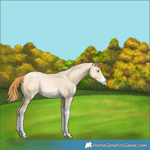 Horse Color:Buckskin Pearl Dun Sabino Rabicano 