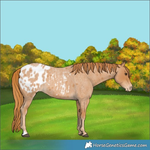 Horse Color:Red Roan Appaloosa 