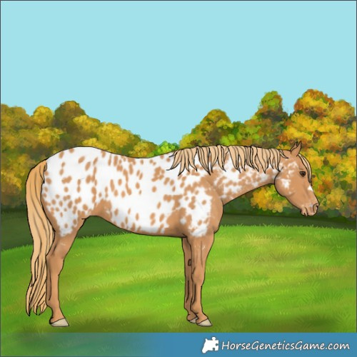 Horse Color:Chestnut Appaloosa 