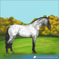 Horse Color:Blue Roan Appaloosa