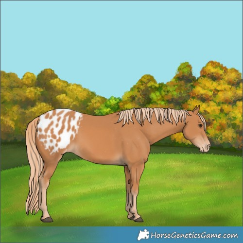 Horse Color:Chestnut Appaloosa 