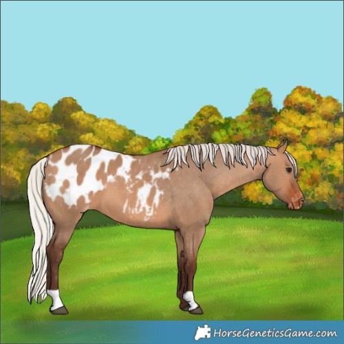 Horse Color:Silver Brown Dun Appaloosa 
