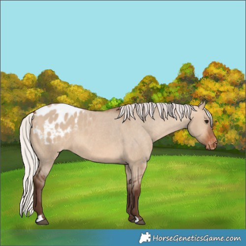 Horse Color:Silver Brown Dun Appaloosa 