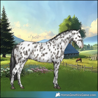 Horse Color:Powder White White Spotted Grullo Near Leopard 
