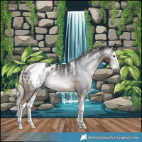 Horse Color:Powder White Gray Chocolate Palomino Splash Appaloosa