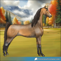 Horse Color:Buckskin 