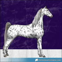 Horse Color:Smoky Black Near Leopard 