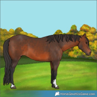 Horse Color:Brown 