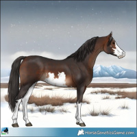 Horse Color:White Spotted Bay 