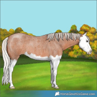 Horse Color:Silver Bay Roan Splash 
