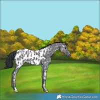 Horse Color:Black Ice Near Leopard 