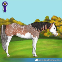 Horse Color:Bay Ice Splash 
