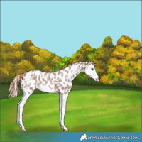 Horse Color:Red Ice Roan Splash Leopard Rabicano 