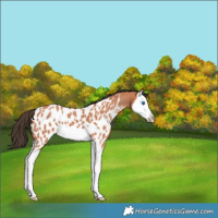 Horse Color:Bay Roan Splash Near Leopard 