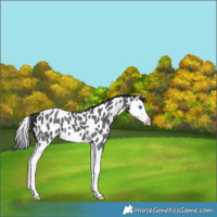 Horse Color:Blue Roan Splash Near Leopard