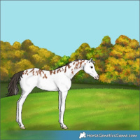 Horse Color:Bay Splash Appaloosa