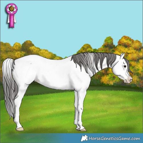 Horse Color:Blue Roan Splash Appaloosa