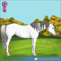 Horse Color:Blue Roan Splash Appaloosa