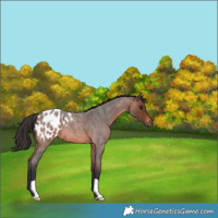 Horse Color:Brown Roan Appaloosa 