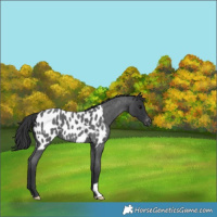 Horse Color:Blue Roan Near Leopard 