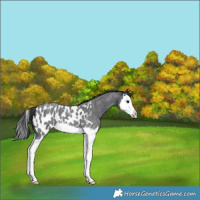 Horse Color:Blue Roan Splash Appaloosa 