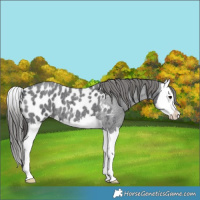 Horse Color:Blue Roan Splash Near Leopard 