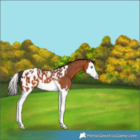 Horse Color:Bay Splash Appaloosa