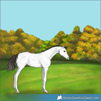 Horse Color:Bay Ice Splash Appaloosa