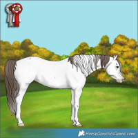 Horse Color:Bay Roan Splash Fewspot Rabicano 