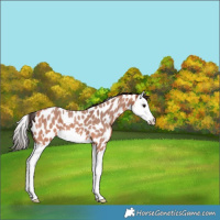 Horse Color:Bay Roan Splash Appaloosa