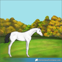Horse Color:Black Splash Fewspot 