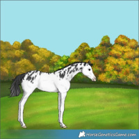 Horse Color:Black Splash Appaloosa Rabicano 