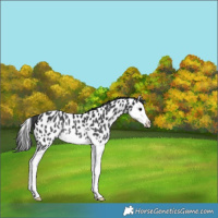 Horse Color:Black Splash Appaloosa Rabicano