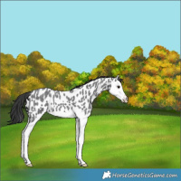 Horse Color:Blue Roan Splash Appaloosa 