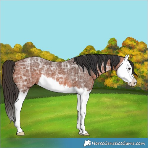 Horse Color:Brown Ice Splash Rabicano