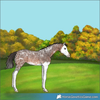 Horse Color:Brown Ice Splash Rabicano 