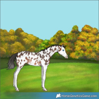 Horse Color:Brown Splash Appaloosa Rabicano 