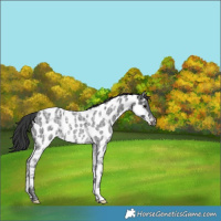 Horse Color:Blue Ice Roan Near Leopard Rabicano 