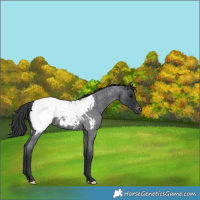 Horse Color:Blue Roan Near Fewspot 