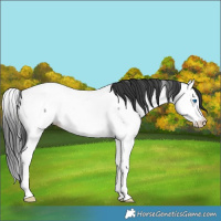 Horse Color:Blue Roan Splash Fewspot Rabicano 