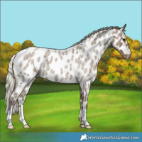 Horse Color:Silver Smoky Blue Roan Appaloosa
