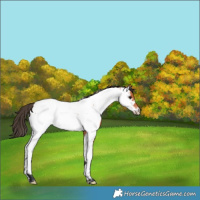Horse Color:Bay Roan Fewspot Rabicano 