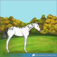 Horse Color:Blue Roan Splash Leopard 